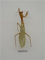 藏品(螳螂)的圖片